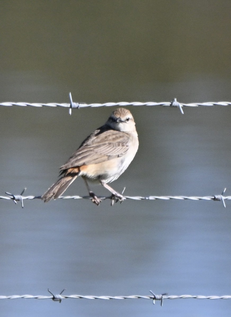 Rufous Songlark - ML646775132