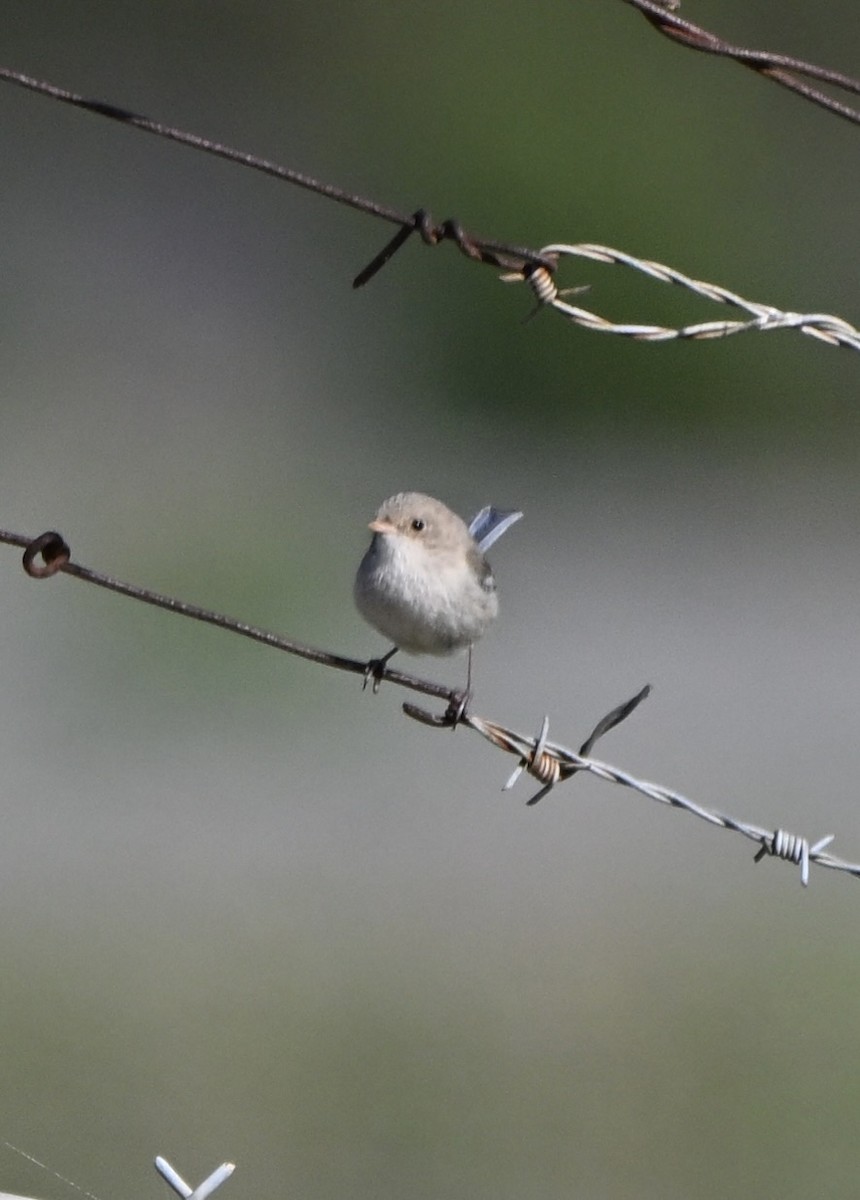 Purple-backed Fairywren - ML646775134