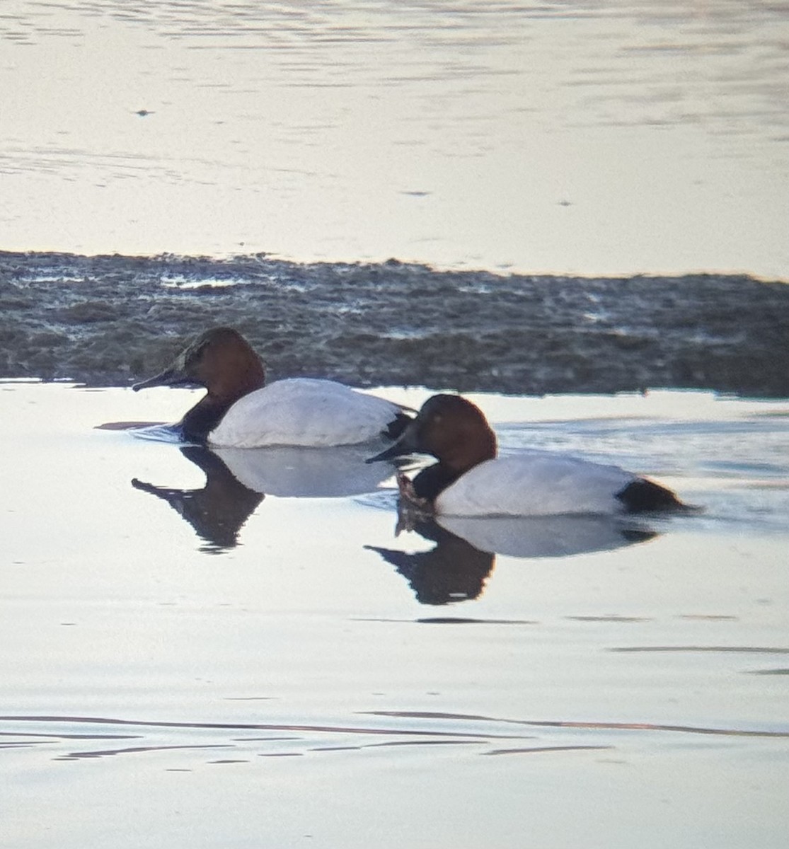 Canvasback - ML646775135