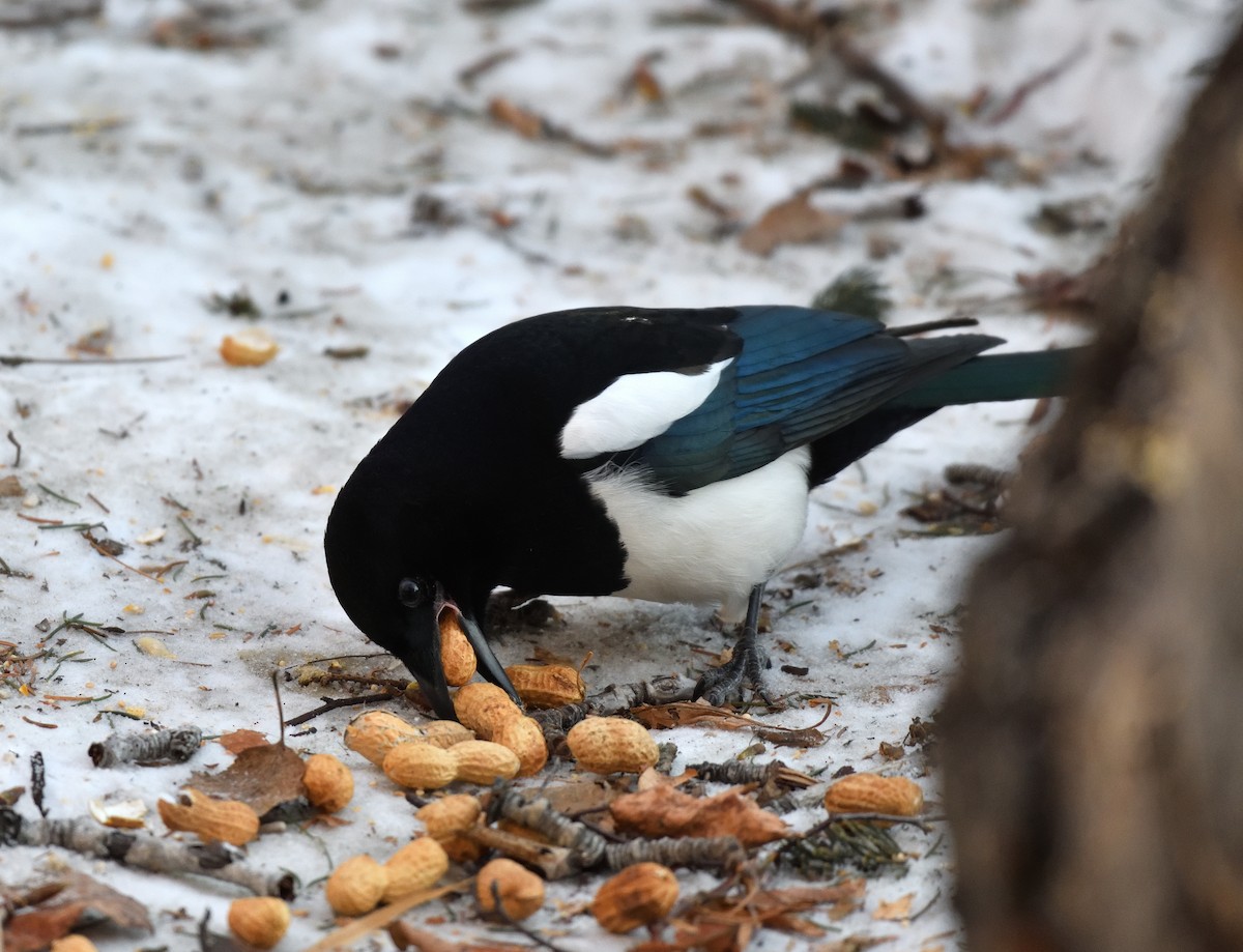 Черноклювая сорока - ML646775137