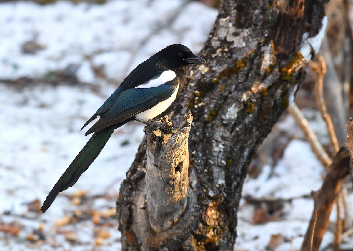 Черноклювая сорока - ML646775138