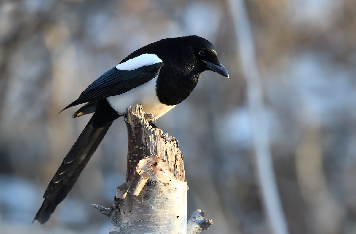 Черноклювая сорока - ML646775140