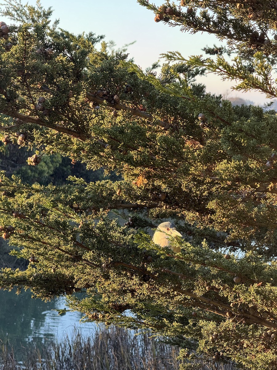 Black-crowned Night Heron - ML646775141