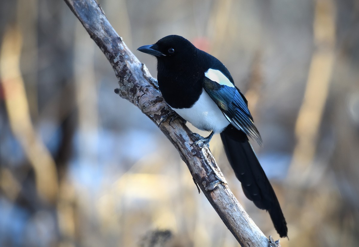 Urraca de Hudson - ML646775142