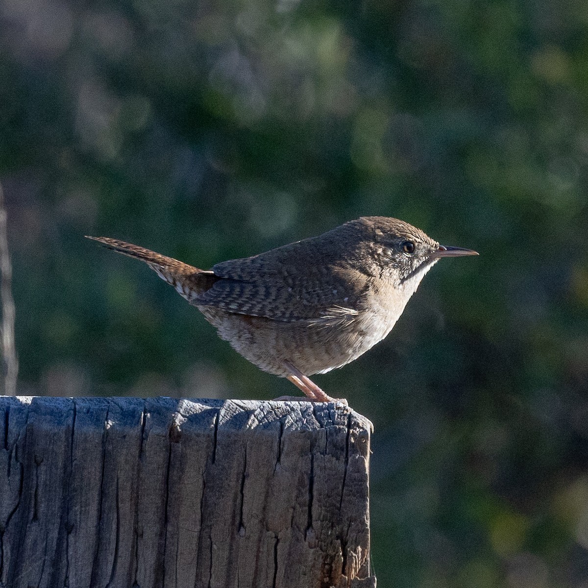 Northern House Wren - ML646775143