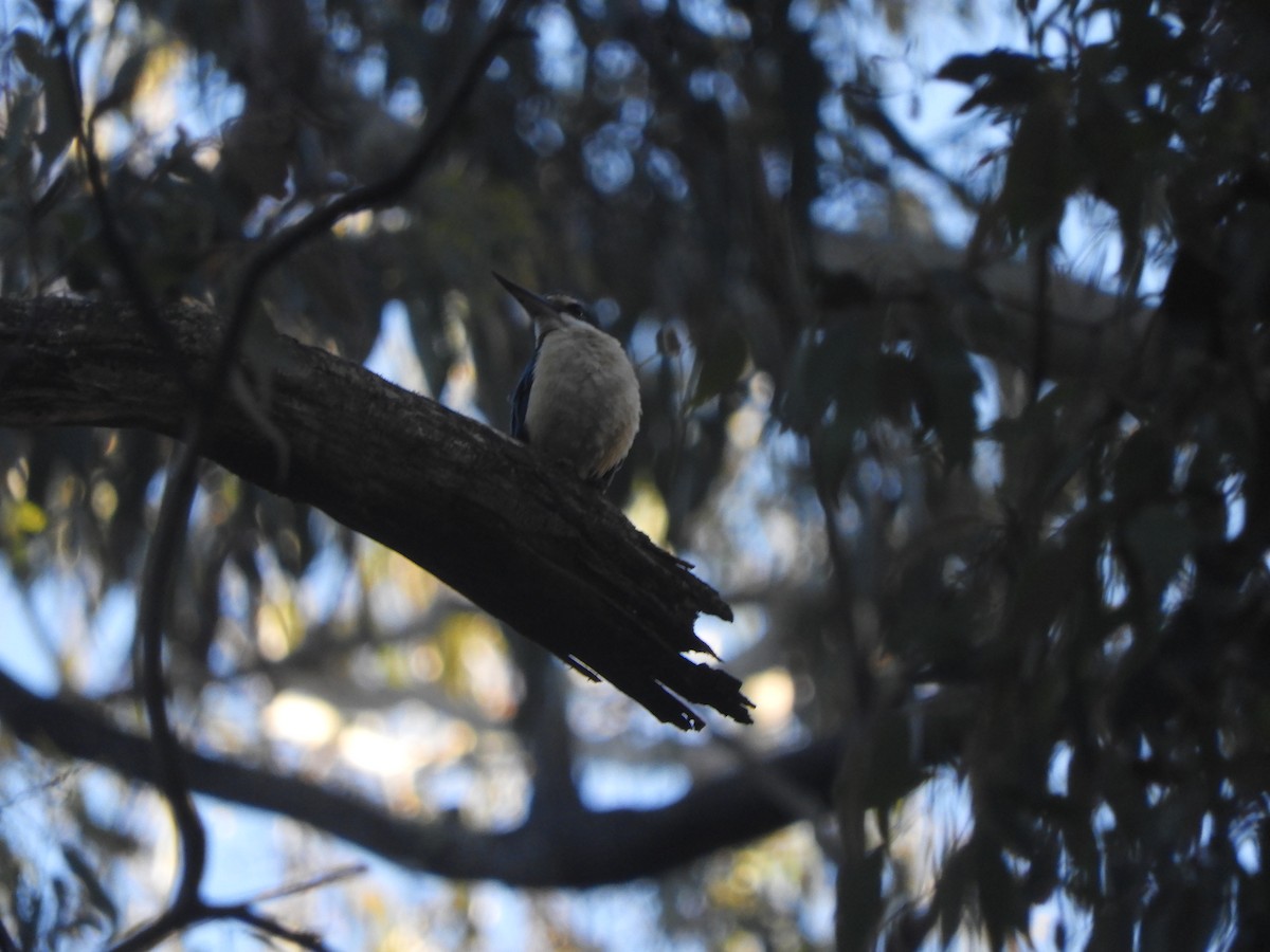 Sacred Kingfisher - ML646775146