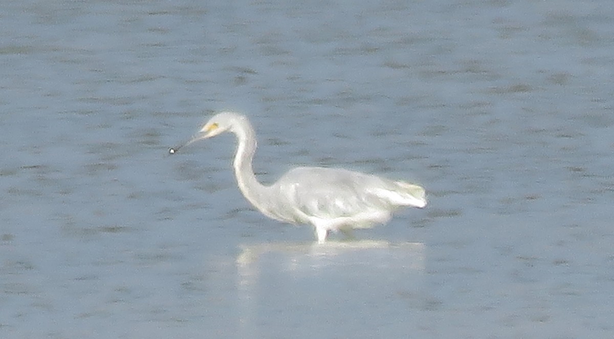 Tricolored Heron x Snowy Egret (hybrid) - ML646775147