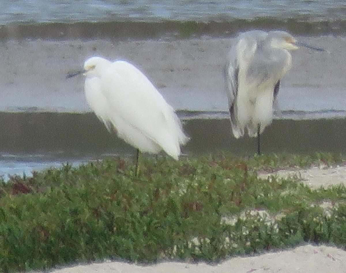 Tricolored Heron x Snowy Egret (hybrid) - ML646775148