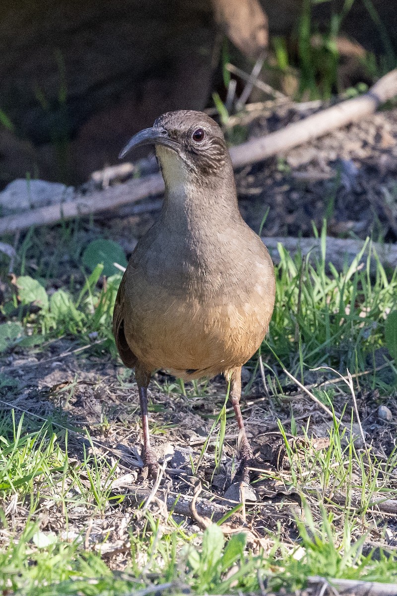California Thrasher - ML646775149