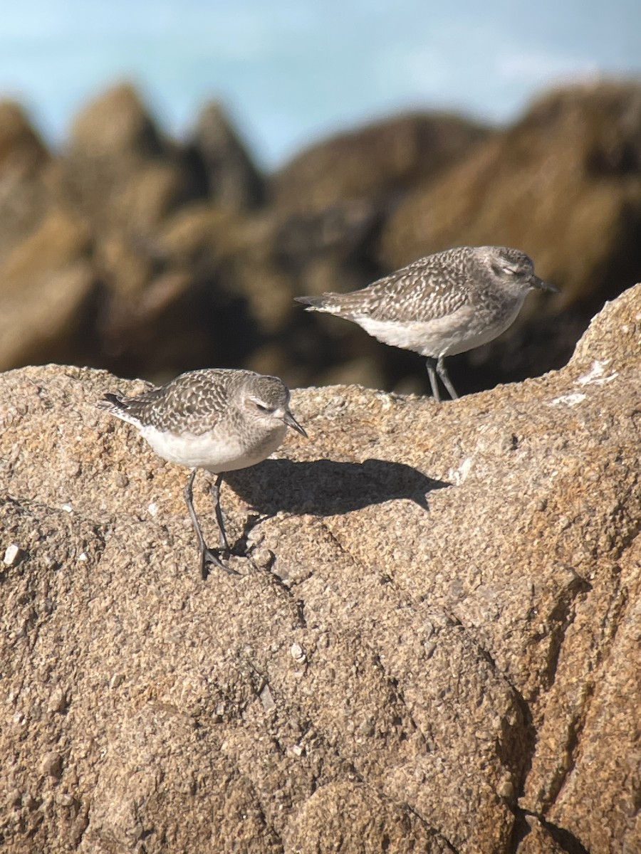 חופזי מנומר - ML646775150