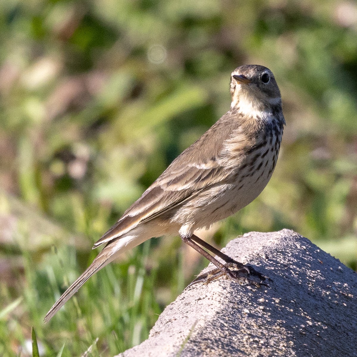 American Pipit - ML646775151