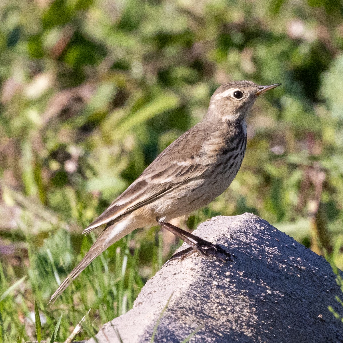 American Pipit - ML646775152