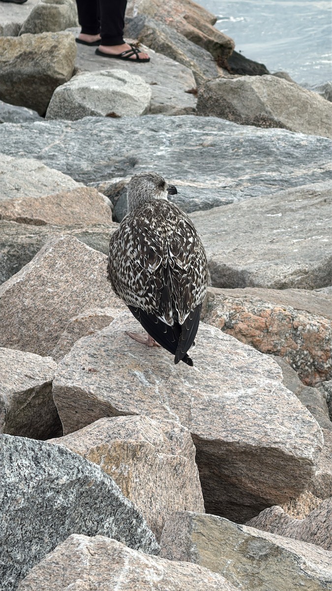 Great Black-backed Gull - ML646775154