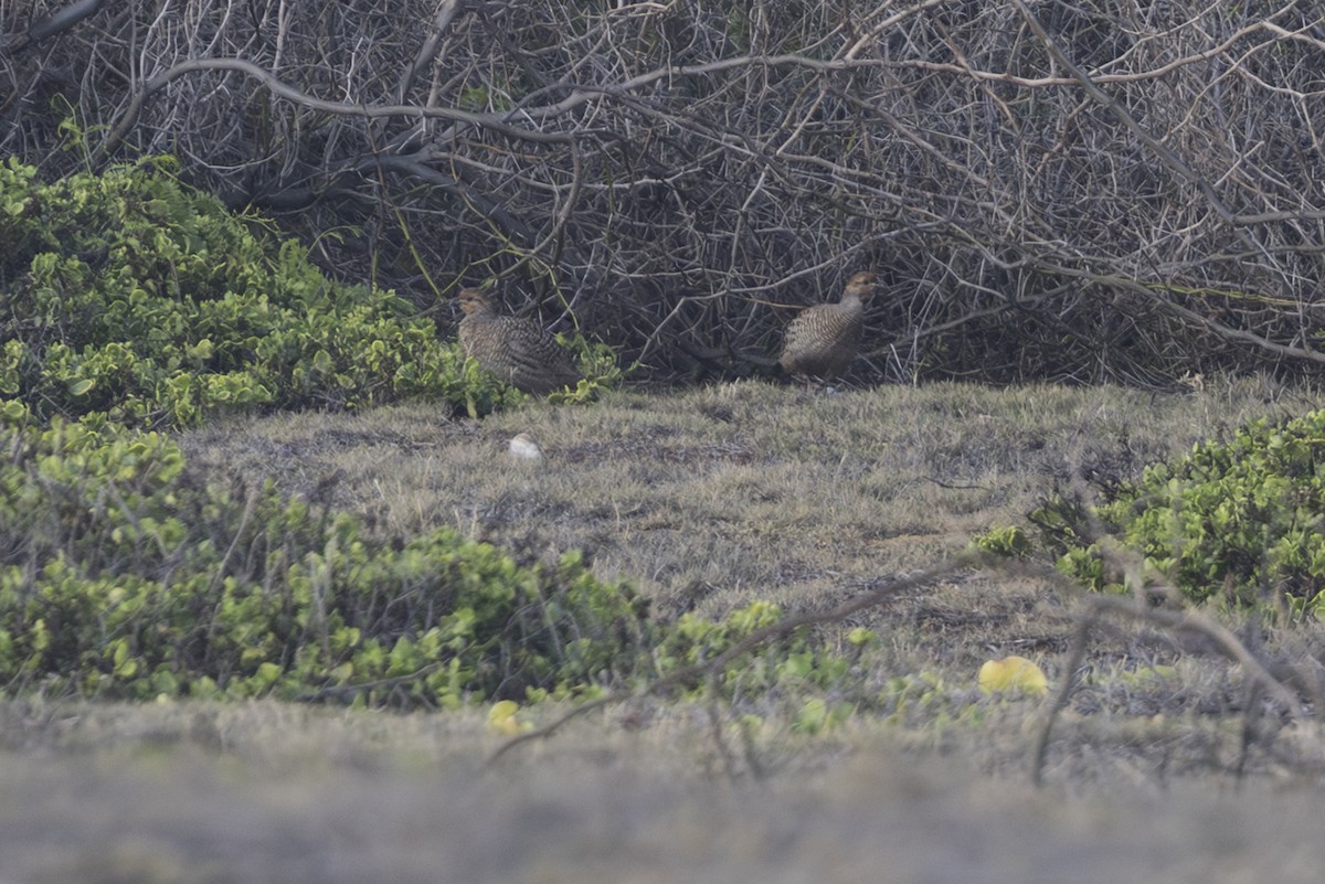 Турач сірий - ML646775155