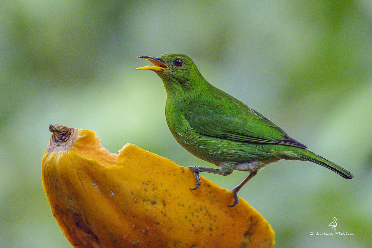 Mielerito Verde - ML646775156