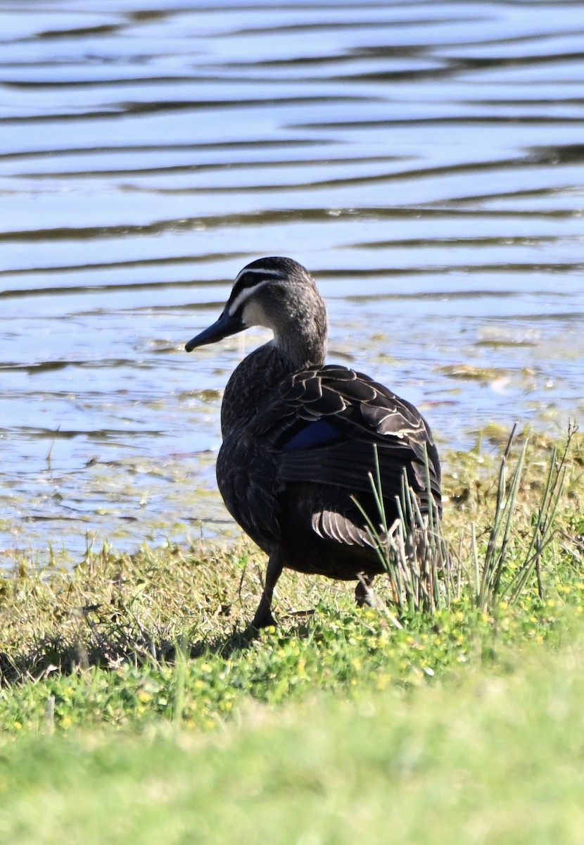 Pacific Black Duck - ML646775157