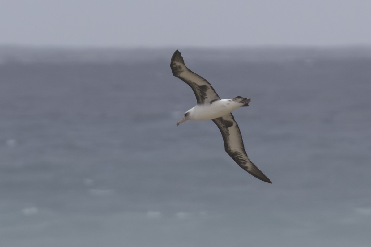 Альбатрос гавайський - ML646775158