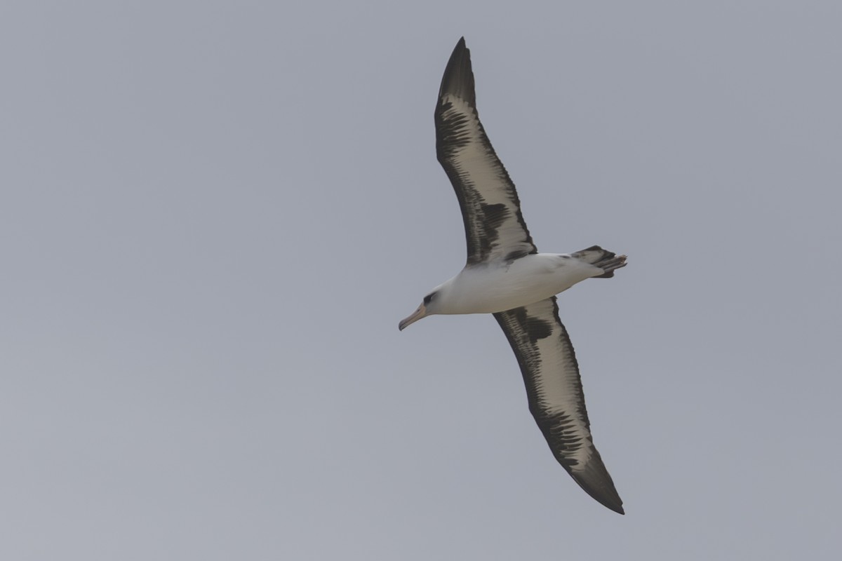 Альбатрос гавайський - ML646775159