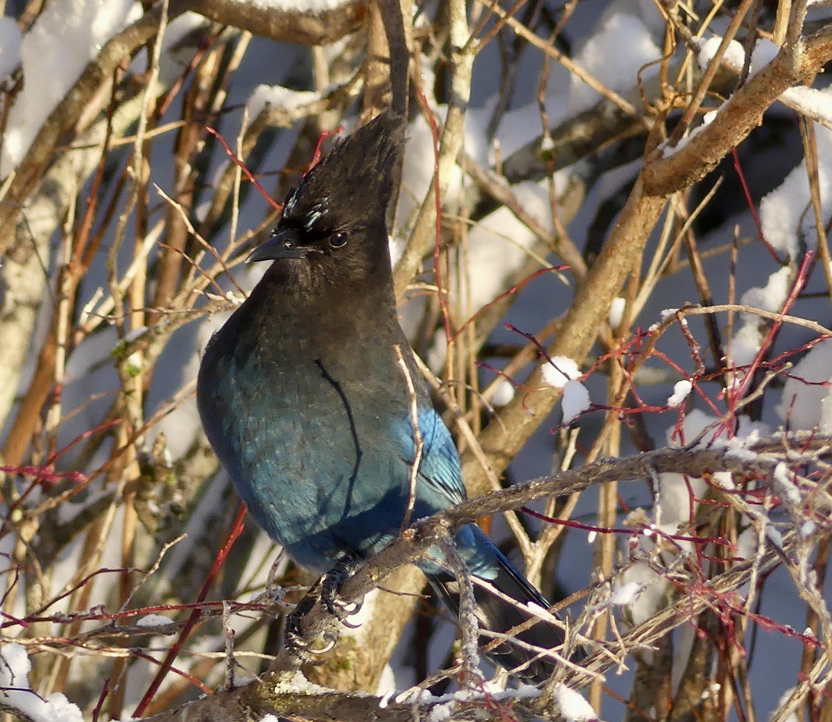 Стеллерова сойка - ML646775160