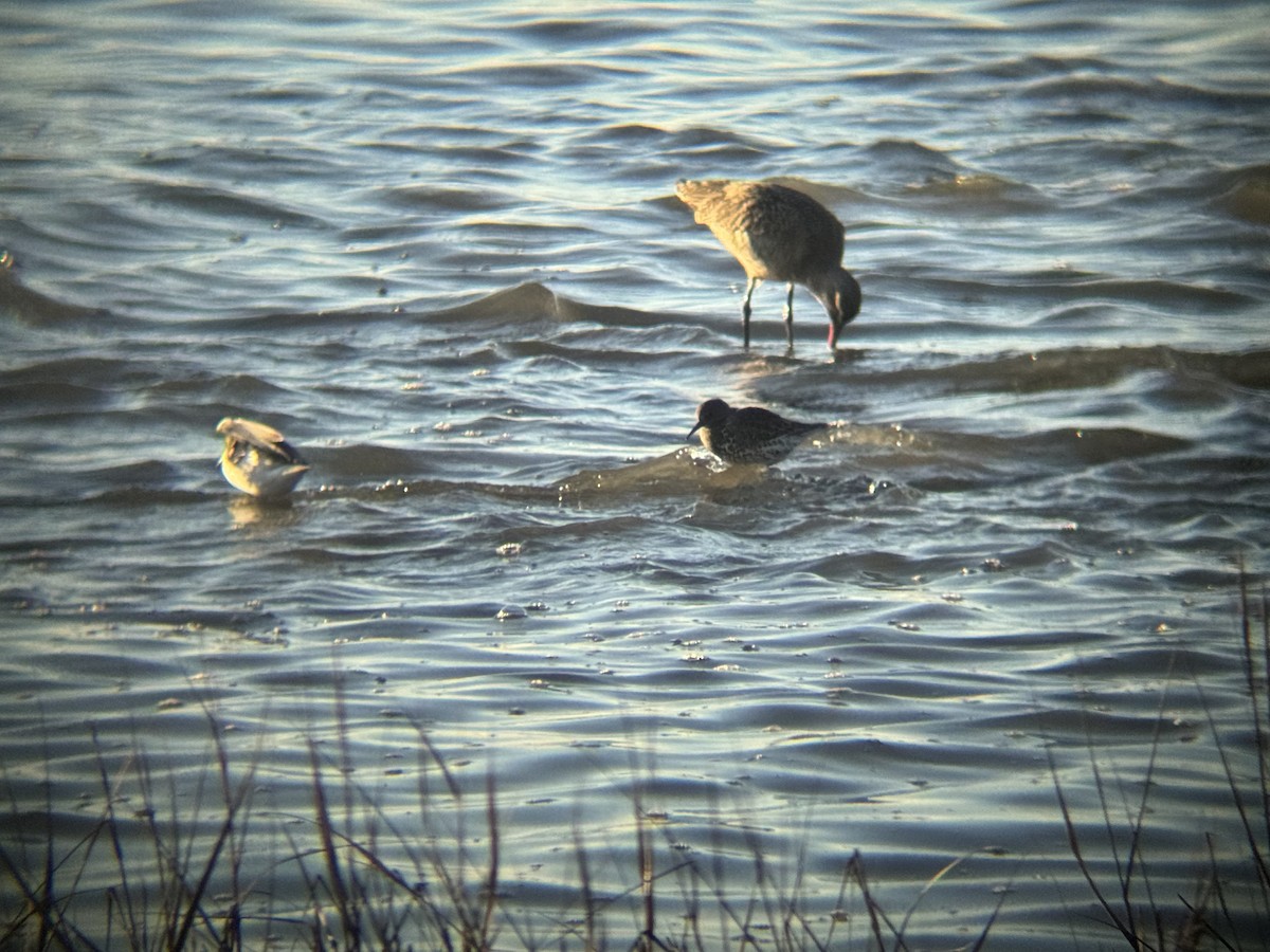 Rock Sandpiper - ML646775161