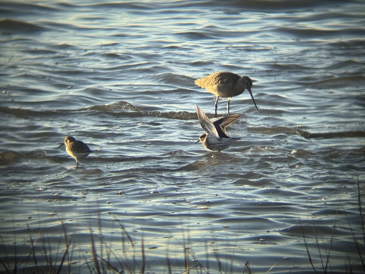 Rock Sandpiper - ML646775162