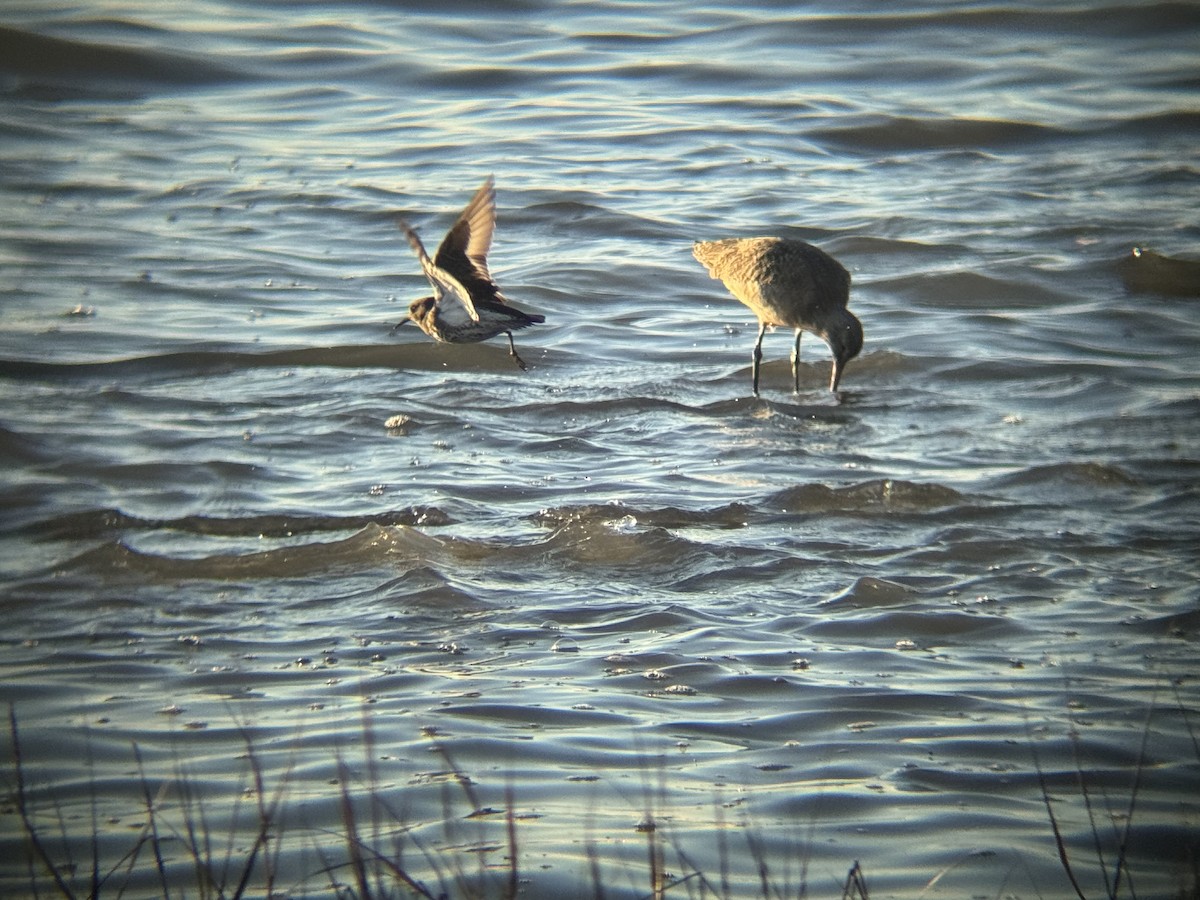 Rock Sandpiper - ML646775163