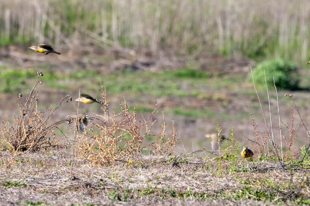 Western Meadowlark - ML646775165