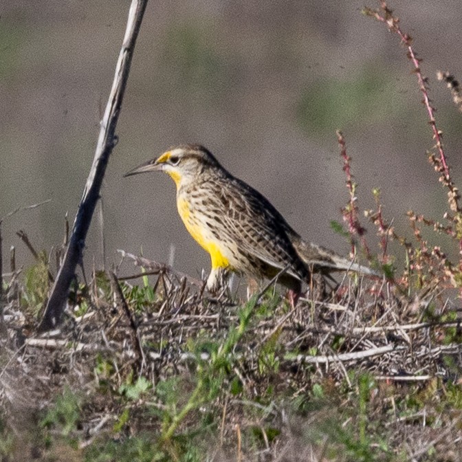Western Meadowlark - ML646775166