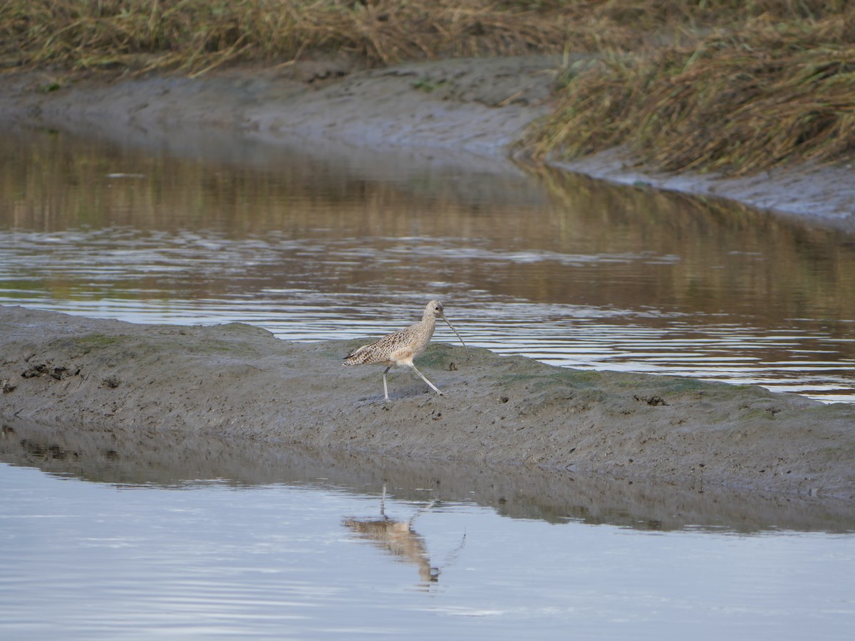 Long-billed Curlew - ML646775167