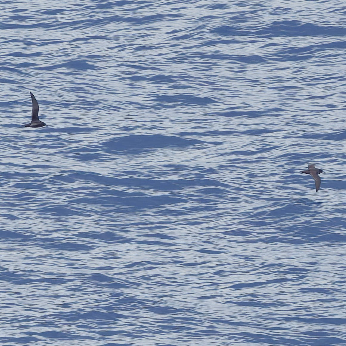 Sooty Shearwater - ML646775169
