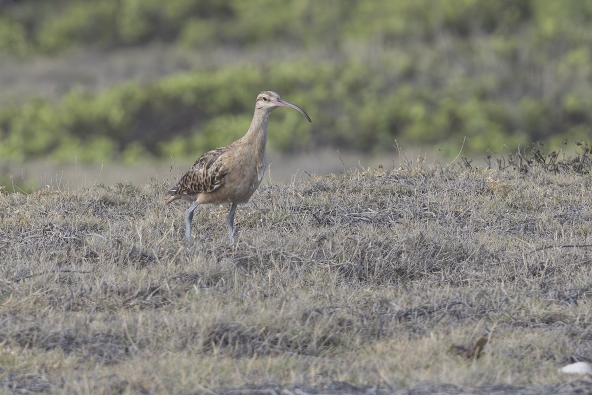 Кульон аляскинський - ML646775170