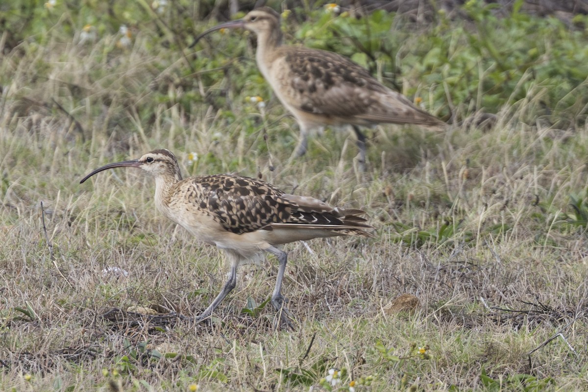 Кульон аляскинський - ML646775171