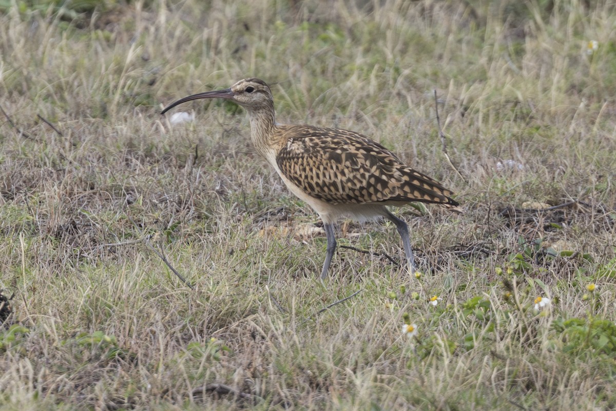 Кульон аляскинський - ML646775172