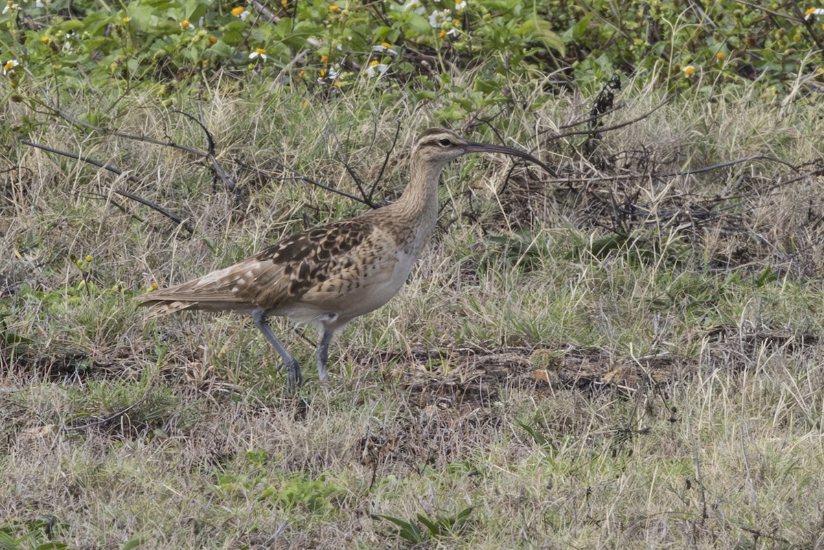 Кульон аляскинський - ML646775173