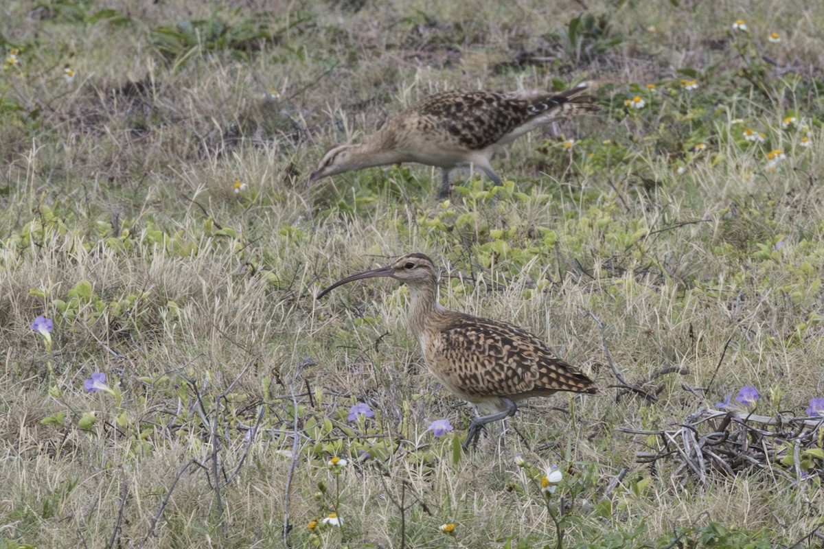 Кульон аляскинський - ML646775174