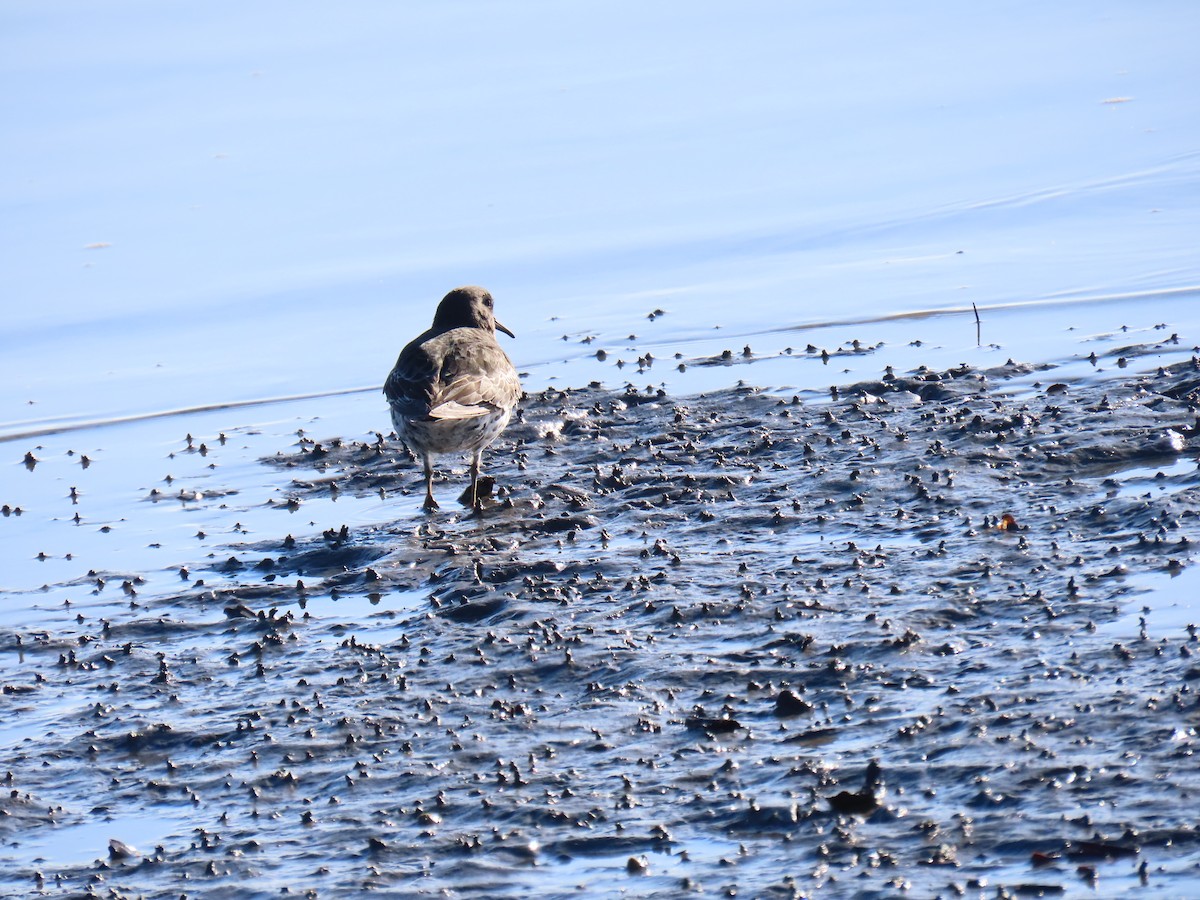 Побережник берингійський - ML646775175