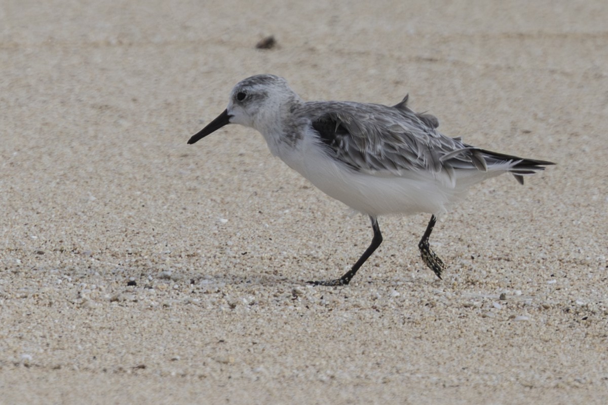 Txirri zuria - ML646775177