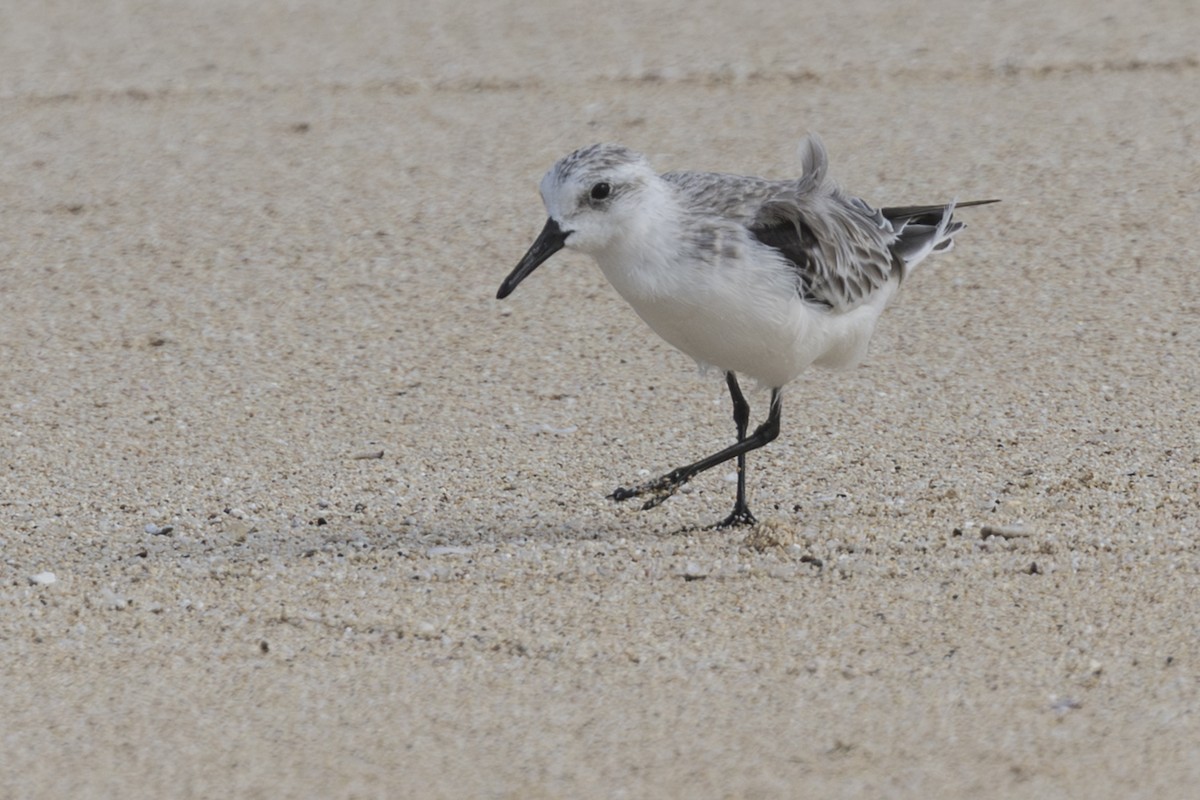 Txirri zuria - ML646775178