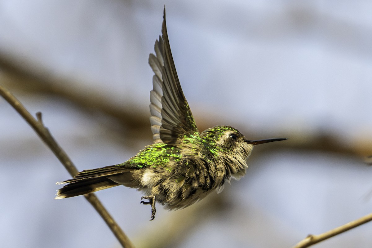 エンビヒメエメラルドハチドリ - ML646775179