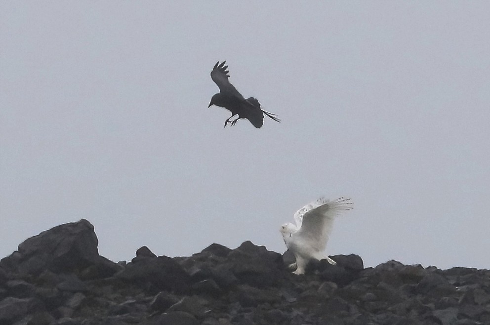 Snowy Owl - ML646775180