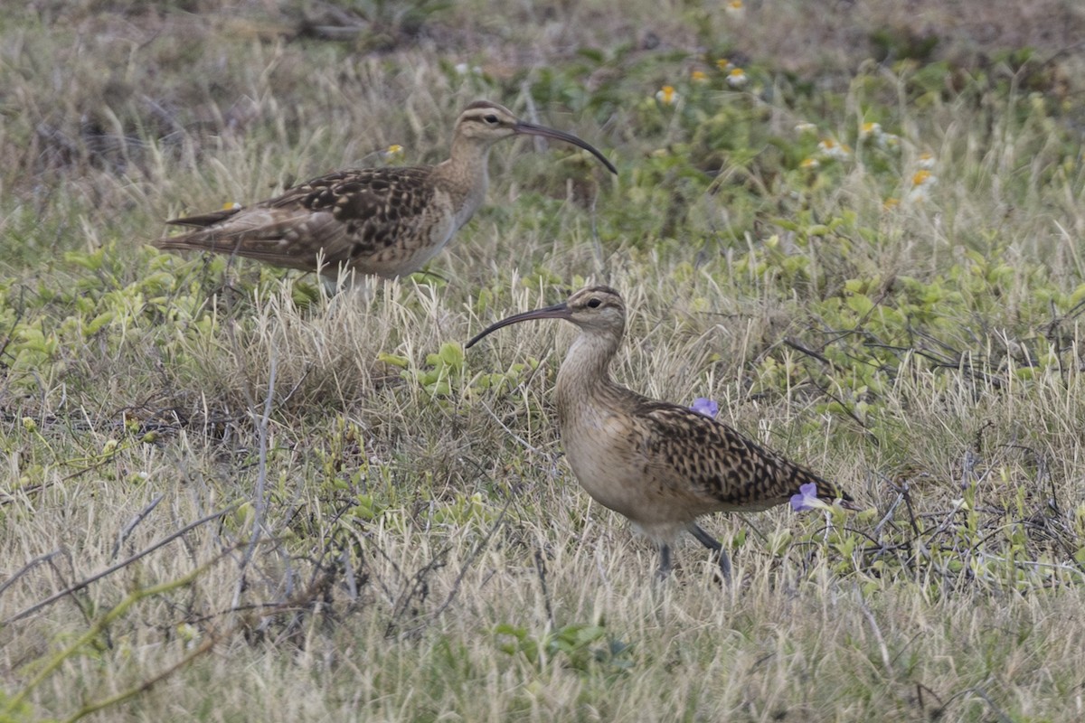 Кульон аляскинський - ML646775181