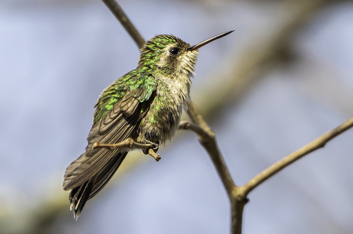 エンビヒメエメラルドハチドリ - ML646775182