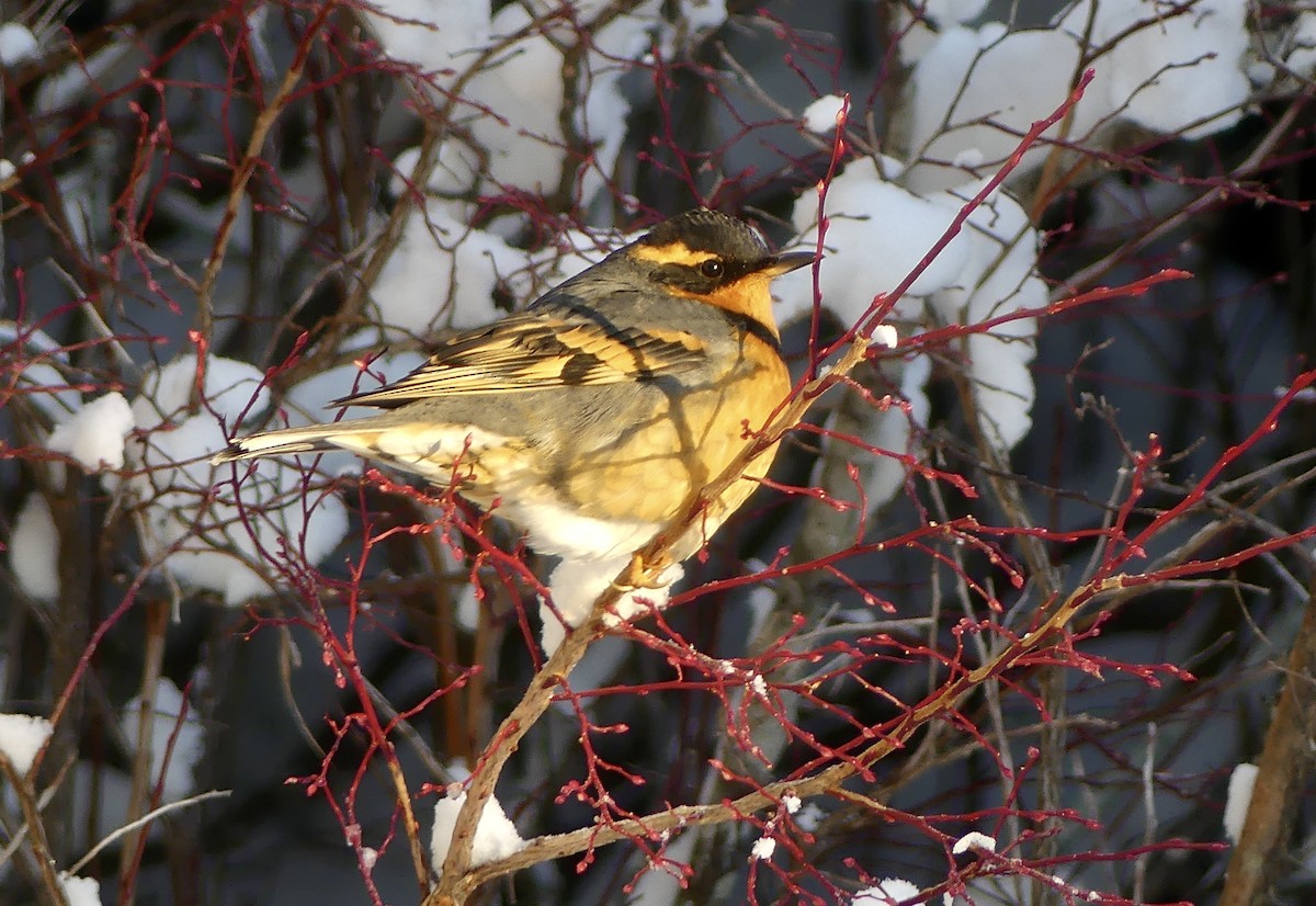 Разноголосый дрозд - ML646775185