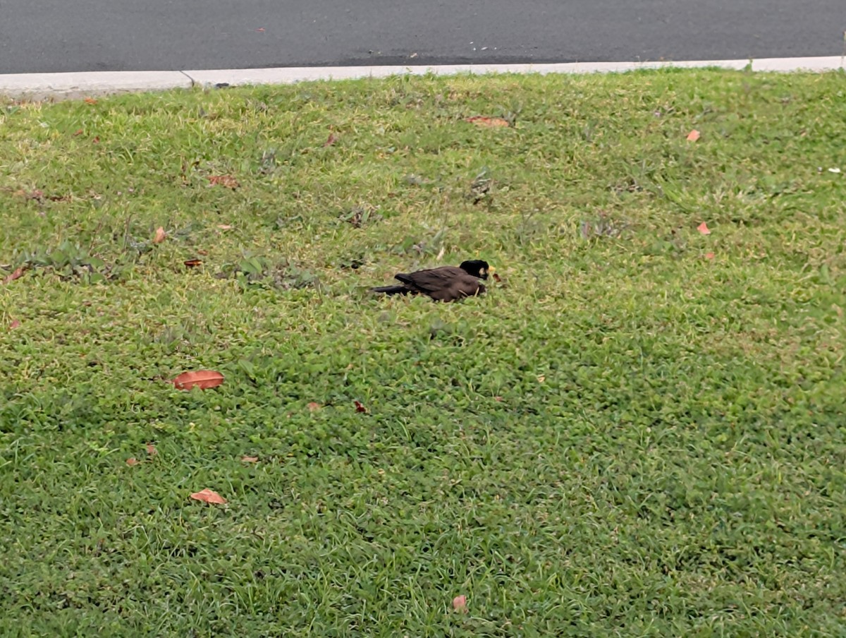 Common Myna - ML646775187