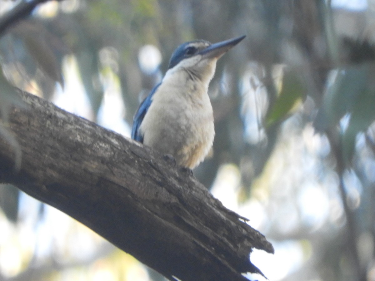 Sacred Kingfisher - ML646775189