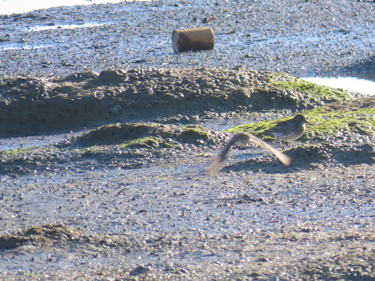 Побережник берингійський - ML646775191