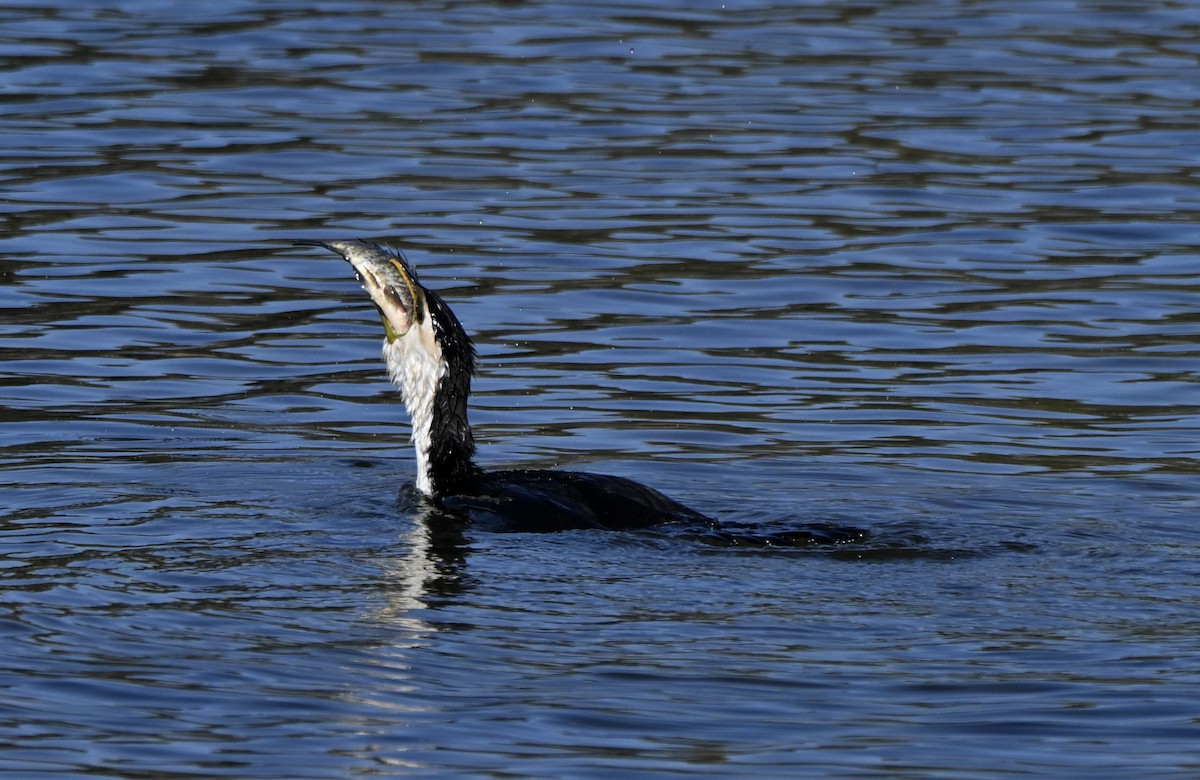 Little Pied Cormorant - ML646775192