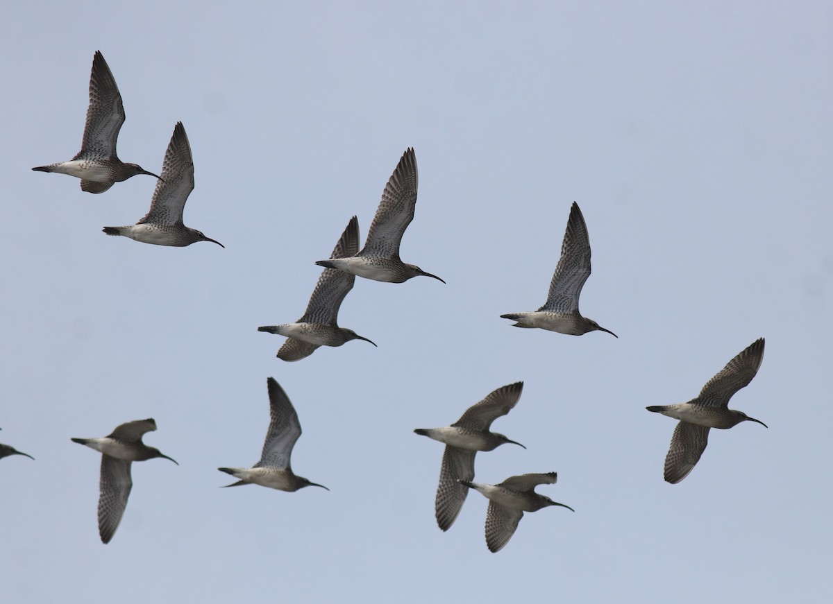 Tibetan Sand-Plover - ML646775206