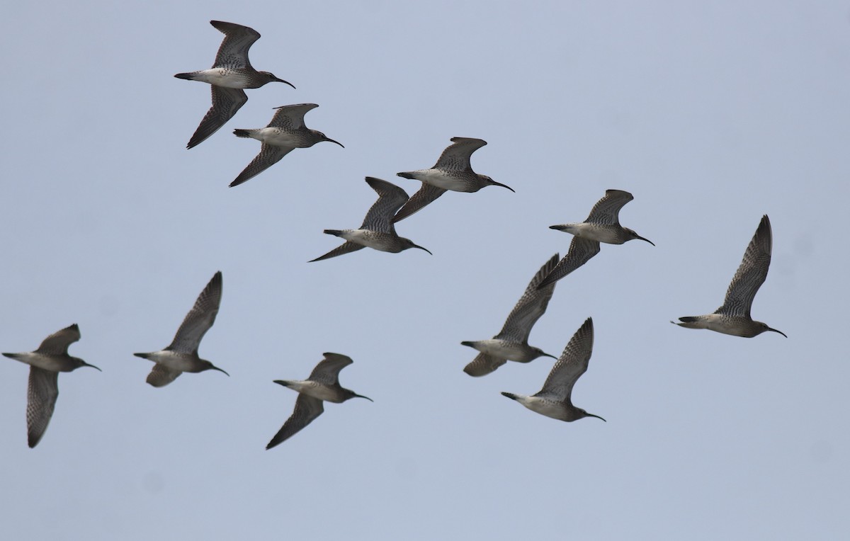 Tibetan Sand-Plover - ML646775207