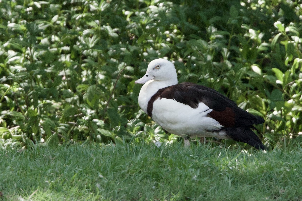 Ak Başlı Suna - ML646775208